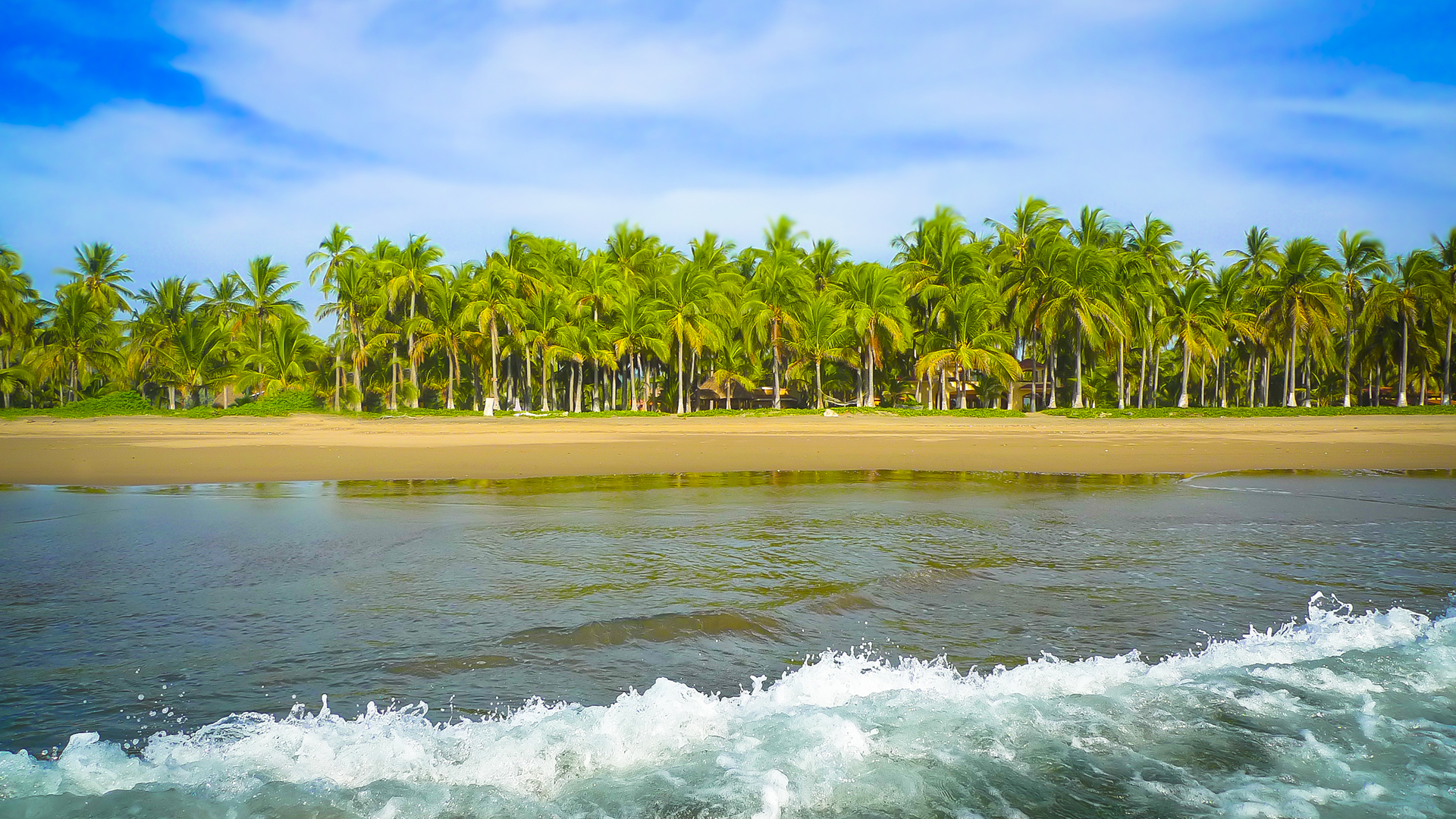 waves breaking in front of a palm line beach.